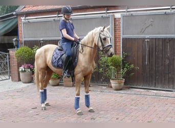 Deutsches Reitpony, Stute, 3 Jahre, 146 cm, Palomino