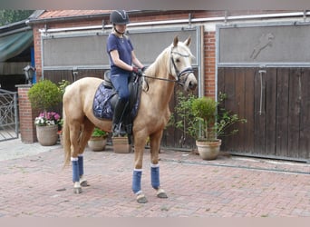 Deutsches Reitpony, Stute, 3 Jahre, 146 cm, Palomino