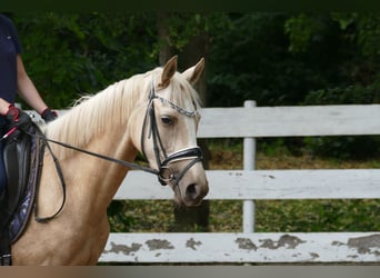 Deutsches Reitpony, Stute, 3 Jahre, 146 cm, Palomino