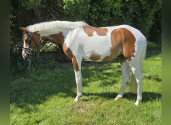 Deutsches Reitpony, Stute, 3 Jahre, 146 cm, Schecke