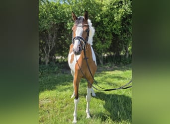 Deutsches Reitpony, Stute, 3 Jahre, 146 cm, Schecke