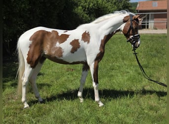 Deutsches Reitpony, Stute, 3 Jahre, 146 cm, Schecke