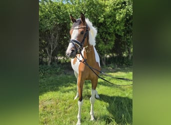 Deutsches Reitpony, Stute, 3 Jahre, 146 cm, Schecke