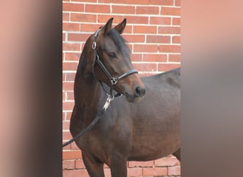 Deutsches Reitpony, Stute, 3 Jahre, 146 cm, Schwarzbrauner