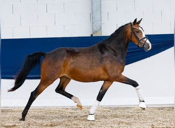 Deutsches Reitpony, Stute, 3 Jahre, 147 cm, Brauner