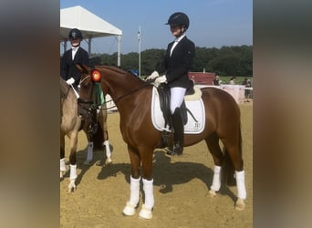 Deutsches Reitpony, Stute, 3 Jahre, 147 cm, Brauner