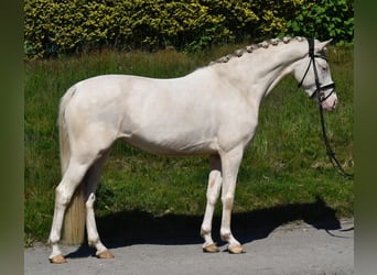 Deutsches Reitpony, Stute, 3 Jahre, 147 cm, Cremello