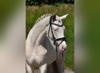 Deutsches Reitpony, Stute, 3 Jahre, 147 cm, Cremello