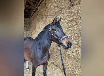 Deutsches Reitpony, Stute, 3 Jahre, 147 cm, Dunkelbrauner
