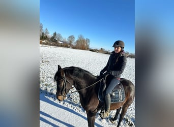 Deutsches Reitpony, Stute, 3 Jahre, 147 cm, Dunkelbrauner