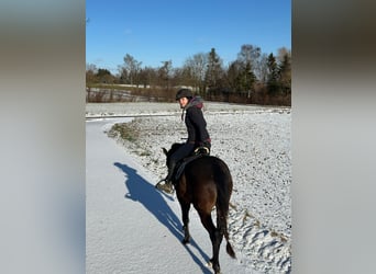 Deutsches Reitpony, Stute, 3 Jahre, 147 cm, Dunkelbrauner