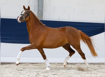 Deutsches Reitpony, Stute, 3 Jahre, 147 cm, Dunkelfuchs