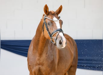 Deutsches Reitpony, Stute, 3 Jahre, 147 cm, Dunkelfuchs