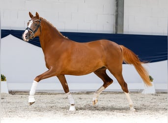 Deutsches Reitpony, Stute, 3 Jahre, 147 cm, Dunkelfuchs