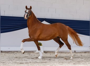 Deutsches Reitpony, Stute, 3 Jahre, 147 cm, Dunkelfuchs