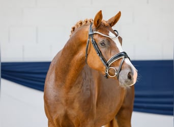 Deutsches Reitpony, Stute, 3 Jahre, 147 cm, Dunkelfuchs