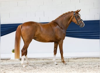 Deutsches Reitpony, Stute, 3 Jahre, 147 cm, Dunkelfuchs