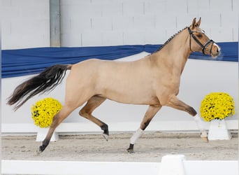 Deutsches Reitpony, Stute, 3 Jahre, 147 cm, Falbe