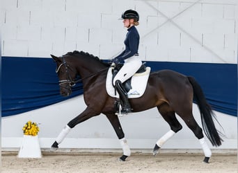 Deutsches Reitpony, Stute, 3 Jahre, 147 cm, Falbe