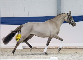 Deutsches Reitpony, Stute, 3 Jahre, 147 cm, Falbe