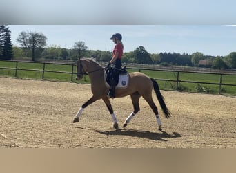 Deutsches Reitpony, Stute, 3 Jahre, 147 cm, Falbe