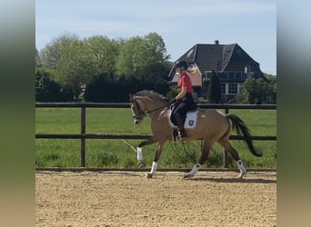 Deutsches Reitpony, Stute, 3 Jahre, 147 cm, Falbe