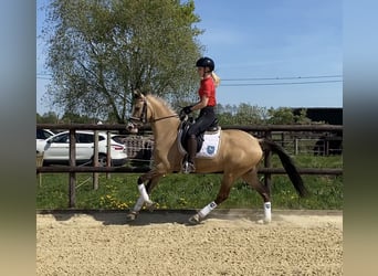 Deutsches Reitpony, Stute, 3 Jahre, 147 cm, Falbe