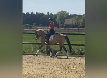 Deutsches Reitpony, Stute, 3 Jahre, 147 cm, Falbe