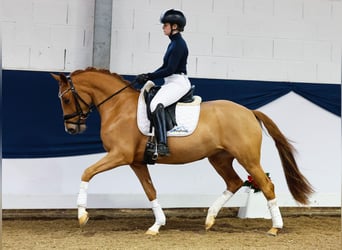 Deutsches Reitpony, Stute, 3 Jahre, 147 cm, Fuchs