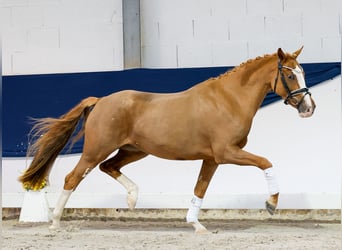 Deutsches Reitpony, Stute, 3 Jahre, 147 cm, Fuchs