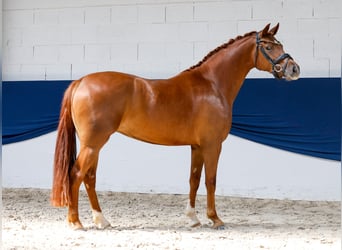 Deutsches Reitpony, Stute, 3 Jahre, 147 cm, Fuchs