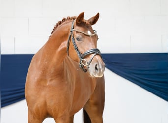 Deutsches Reitpony, Stute, 3 Jahre, 147 cm, Fuchs