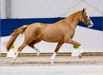 Deutsches Reitpony, Stute, 3 Jahre, 147 cm, Fuchs