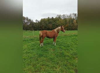 Deutsches Reitpony, Stute, 3 Jahre, 147 cm, Fuchs