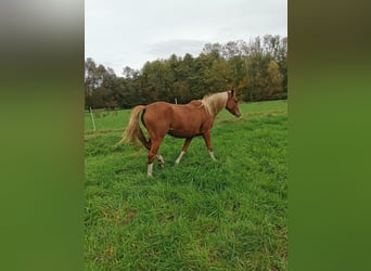 Deutsches Reitpony, Stute, 3 Jahre, 147 cm, Fuchs