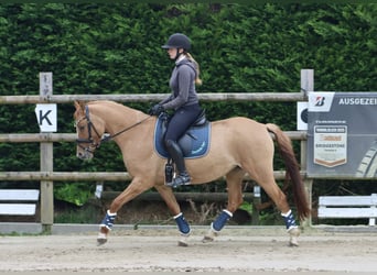 Deutsches Reitpony, Stute, 3 Jahre, 147 cm, Fuchs