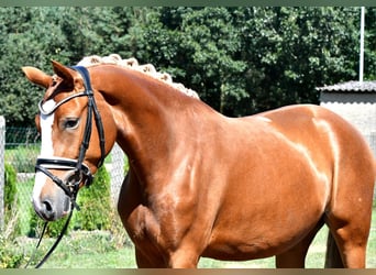 Deutsches Reitpony, Stute, 3 Jahre, 147 cm, Fuchs