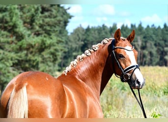 Deutsches Reitpony, Stute, 3 Jahre, 147 cm, Fuchs