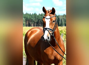 Deutsches Reitpony, Stute, 3 Jahre, 147 cm, Fuchs