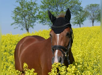 Deutsches Reitpony, Stute, 3 Jahre, 147 cm, Fuchs