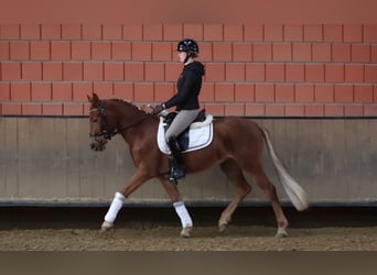 Deutsches Reitpony, Stute, 3 Jahre, 147 cm, Fuchs