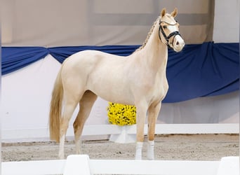Deutsches Reitpony, Stute, 3 Jahre, 147 cm, Palomino