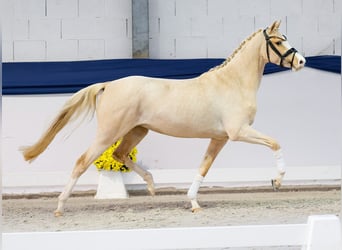 Deutsches Reitpony, Stute, 3 Jahre, 147 cm, Palomino