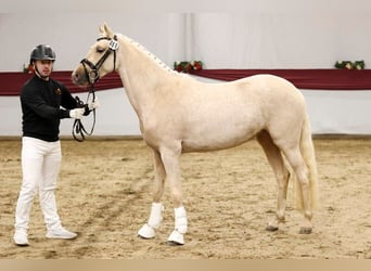 Deutsches Reitpony, Stute, 3 Jahre, 147 cm, Palomino