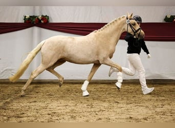 Deutsches Reitpony, Stute, 3 Jahre, 147 cm, Palomino