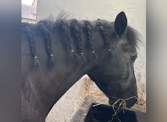 Deutsches Reitpony Mix, Stute, 3 Jahre, 147 cm, Rappschimmel