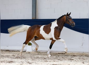 Deutsches Reitpony, Stute, 3 Jahre, 147 cm, Schecke