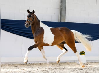 Deutsches Reitpony, Stute, 3 Jahre, 147 cm, Schecke
