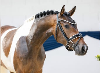 Deutsches Reitpony, Stute, 3 Jahre, 147 cm, Schecke