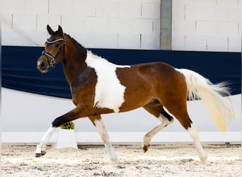 Deutsches Reitpony, Stute, 3 Jahre, 147 cm, Schecke